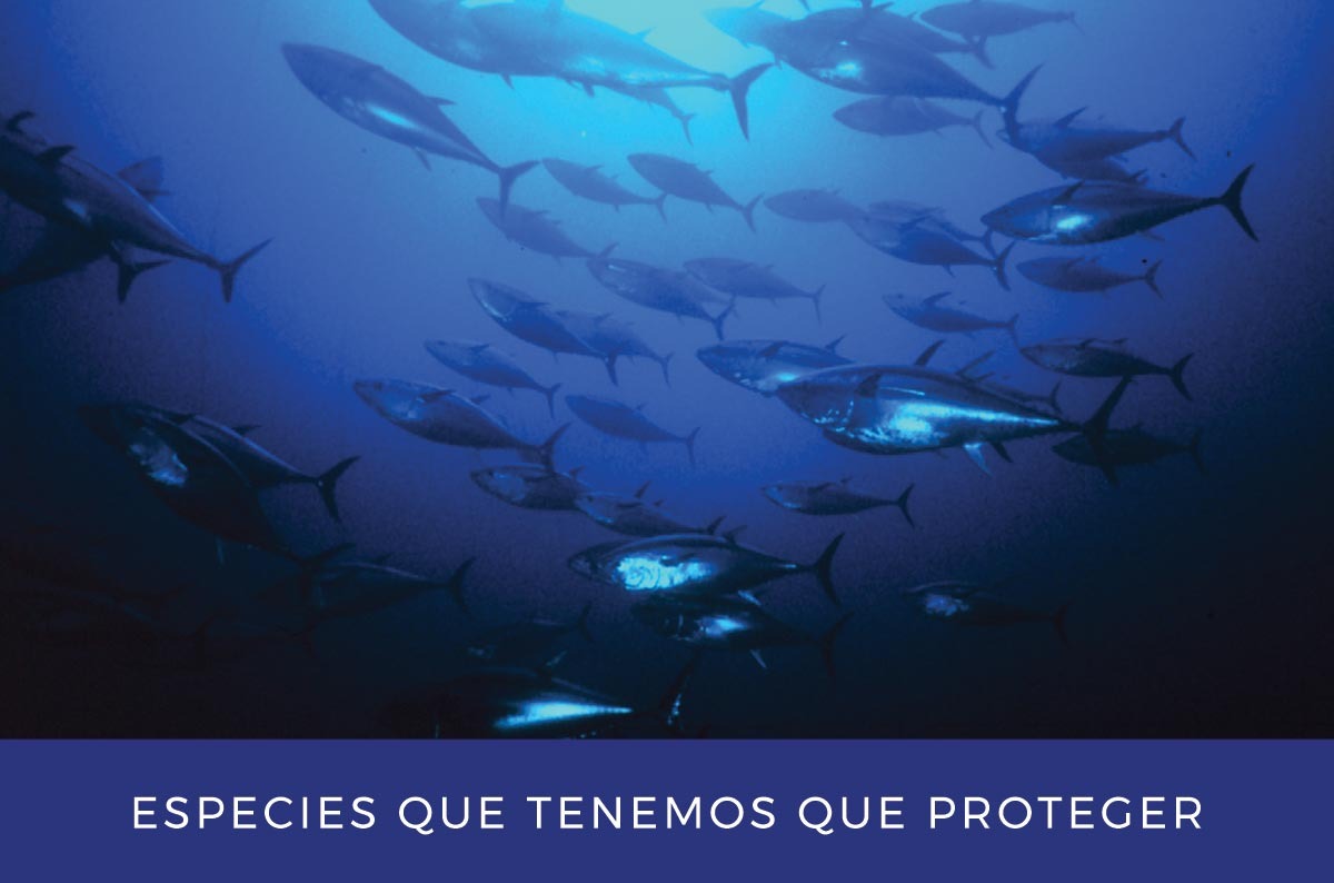 Especies de peces que necesitamos proteger